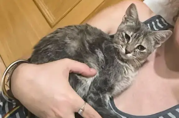 ¡Ayuda a encontrar a Miniseda, gatita gris!
