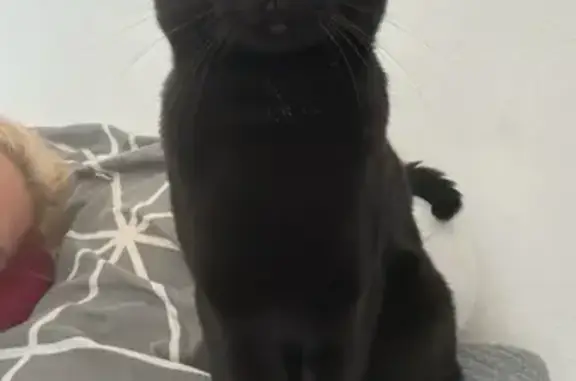 Chat perdu avec collier rouge au Grau-du-Roi - photo