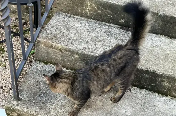 Animaux trouvés , photo: Chat mâle castré trouvé à Saint-Albain