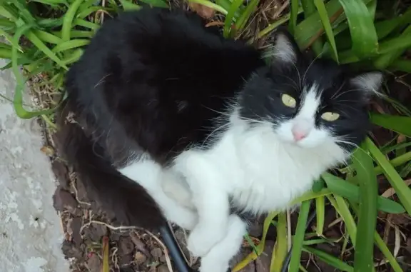 Chat perdu, Poissy, photo: Chatte tuxedo perdue à Poissy