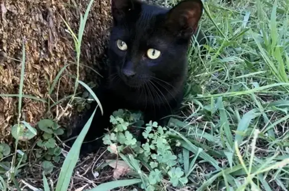 Chat perdu, Saint-Tropez, photo: Chat noir perdu, svelte, craintif, St-Tropez