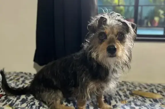 cachorro desaparecida