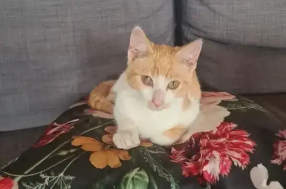 Animaux trouvés , photo: Chaton sociable trouvé affamé à Hillion