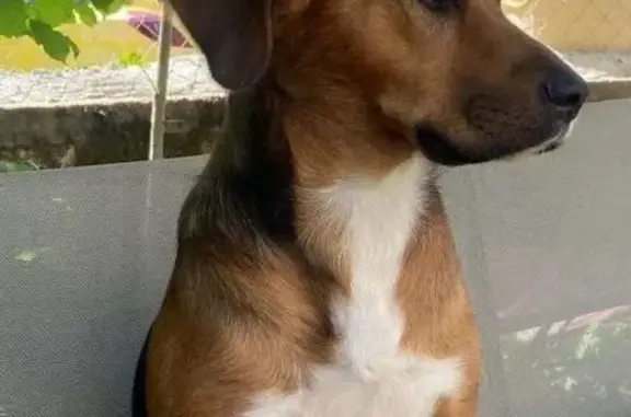 Chien tricolore roux volé à Ambazac - photo