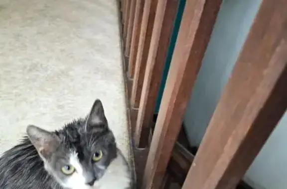 Chat trouvé Mouy, photo: Chat gris et blanc trouvé à Mouy