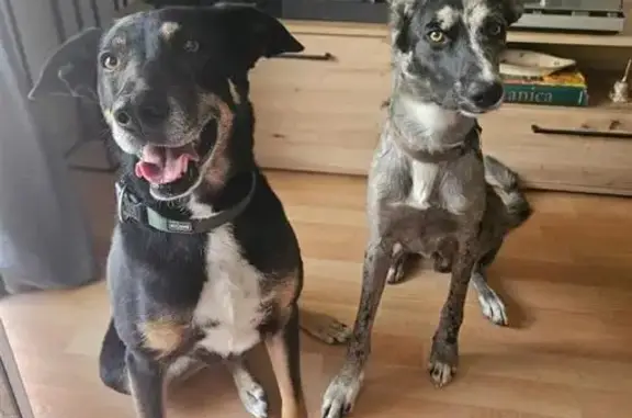 Animaux perdus , photo: Chiens perdus : Kinaï et Volka, Val-du-Mignon