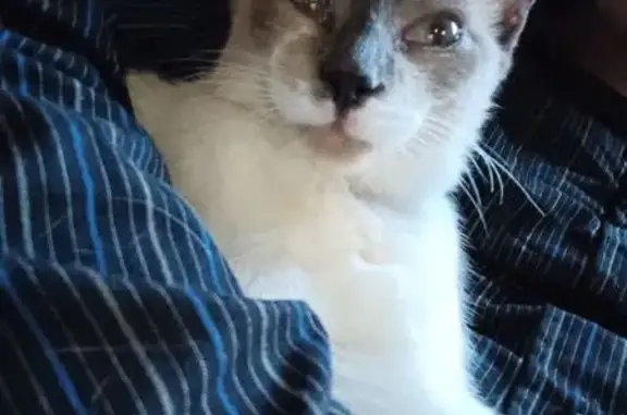 Help Find Sir Pounce-A-Lot: Missing Cat