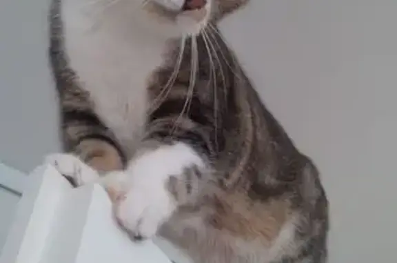 Animaux perdus Montreuil, photo: Chat tabby et blanc perdu à Montreuil