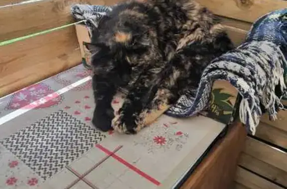 Chat perdu, Sallanches, photo: Chatte Écailles perdue à Sallanches
