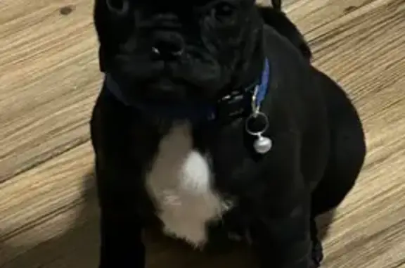 Lost Dog: Friendly Pup with One White Paw