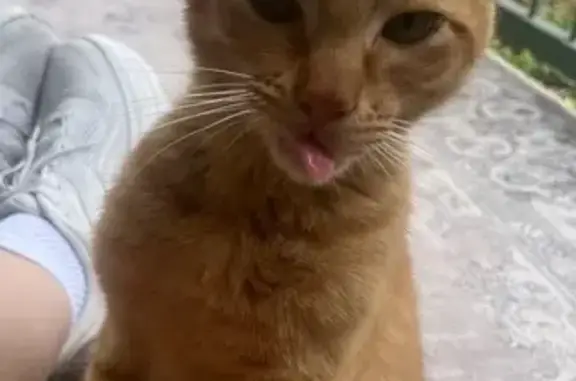 Lost Orange Cat: Night Owl of Vance Jackson