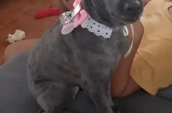cachorro desaparecida