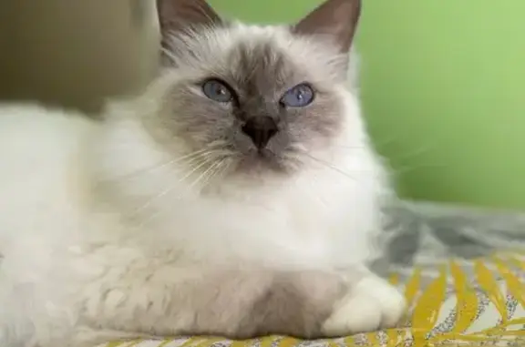 Chat perdu, Le Puy-en-Velay, photo: Chat perdu, yeux bleus, Le Puy-en-Velay