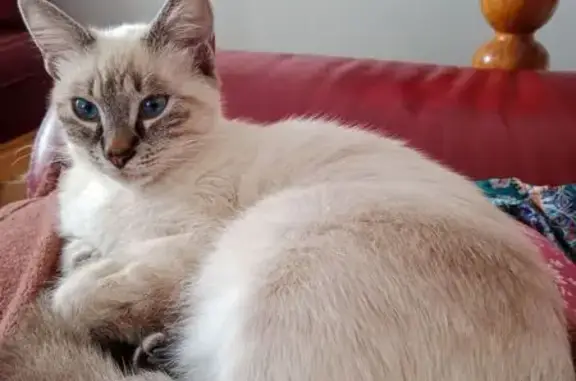 Animaux trouvés Bergerac, photo: Chat type Sacré de Birmanie trouvé à Bergerac