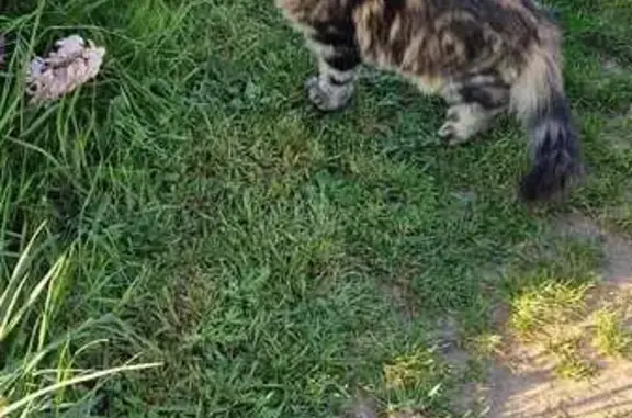 Chat perdu : Pacha vu à Domérat le 21/09/25 - photo