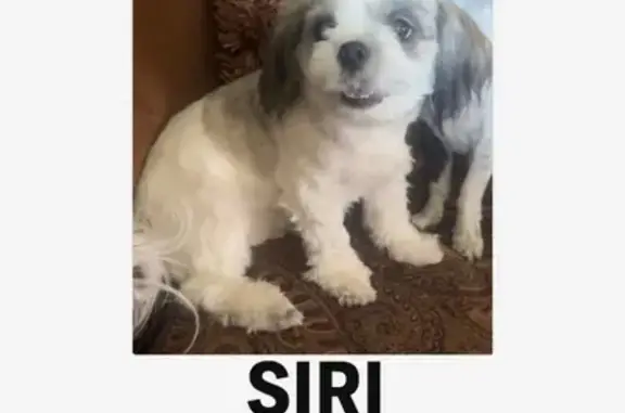 Missing dog Glendale, photo: Missing: Friendly White Shi Tzu in Glendale
