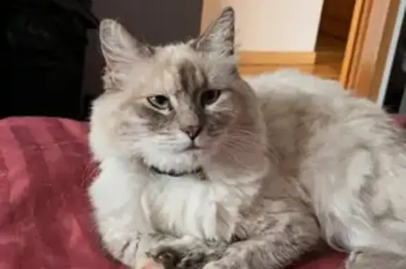 Animaux perdus Cuincy, photo: Chat perdu à Cuincy depuis le 23/09