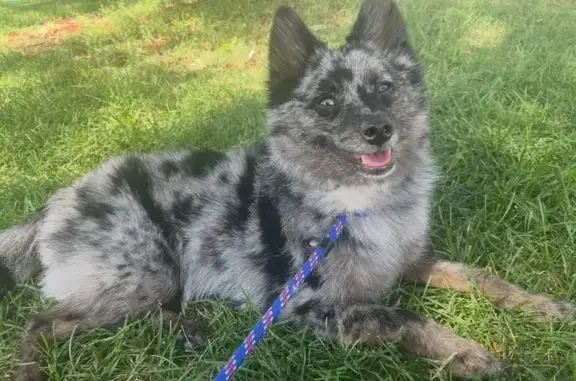 Lost Pomsky: Mr. Rawr in West Valley City