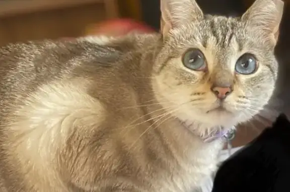 Lost: Sweet Gray Tabby with Blue Eyes