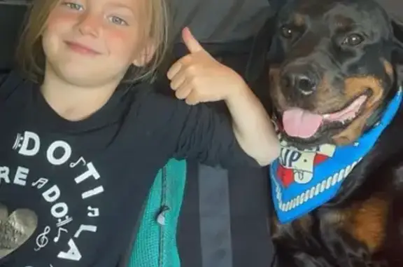 Lost Rottweiler: Black/Brown, Pink Collar