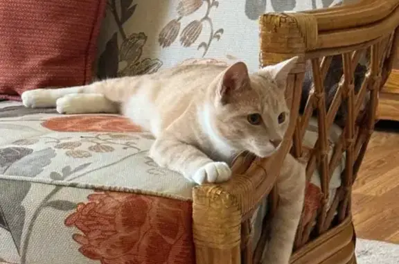 Lost Tan & White Cat in Snellville, GA