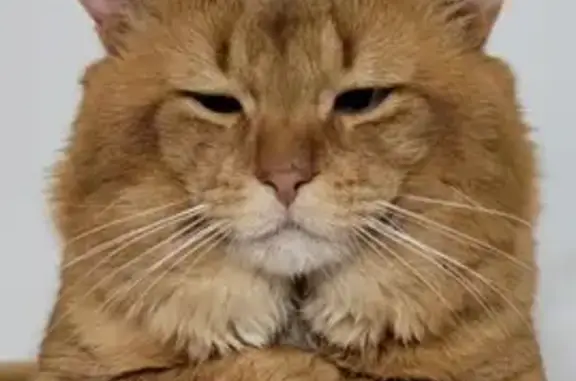 Missing cat Garden City, photo: Lost Orange Abyssinian Cat on E 43rd St