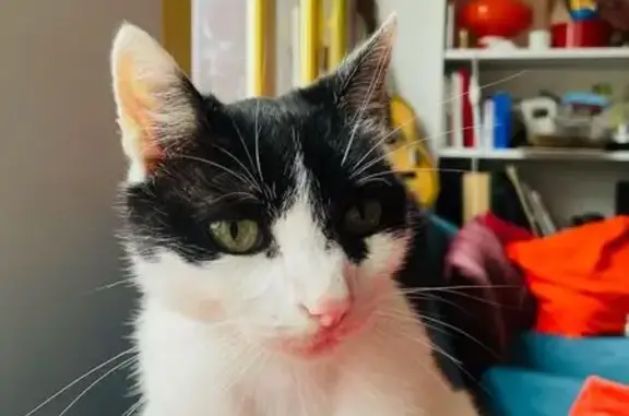 Chat noir et blanc perdu à Orléans - photo