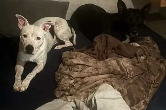 Lost Dogs: Black Shepherd & White Pitbull