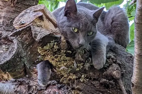 Animaux perdus Périgny, photo: Chat gris perdu à Périgny