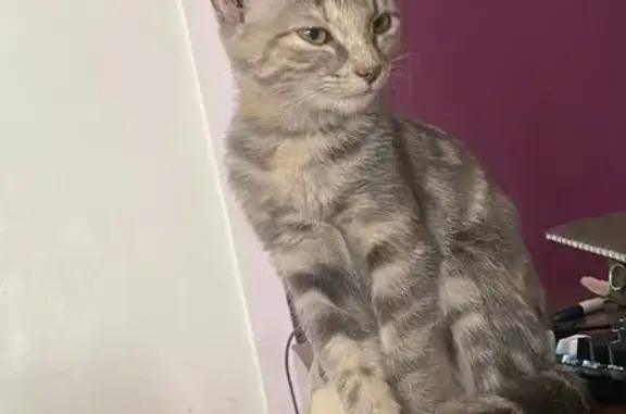 Animaux perdus Lyon, photo: Chatte grise tachetée perdue à Lyon