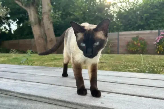 Chat perdu, La Baule-Escoublac, photo: Chatte siamoise perdue à La Baule