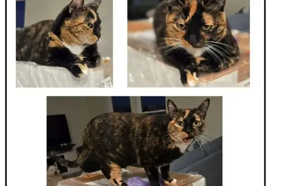 Lost Tortoiseshell Cat on 397th St