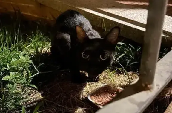Gatito Negro Perdido en Plaza...