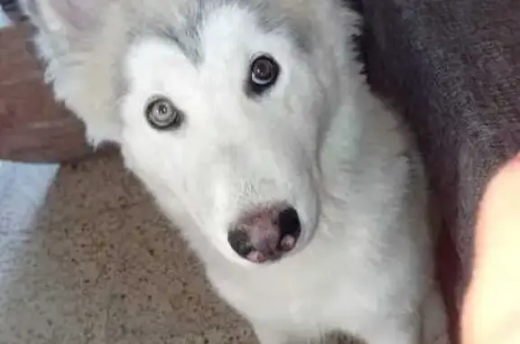 Mancha gris en cola, un ojo derecho mas claro. Y salió de casa en un descuido.
