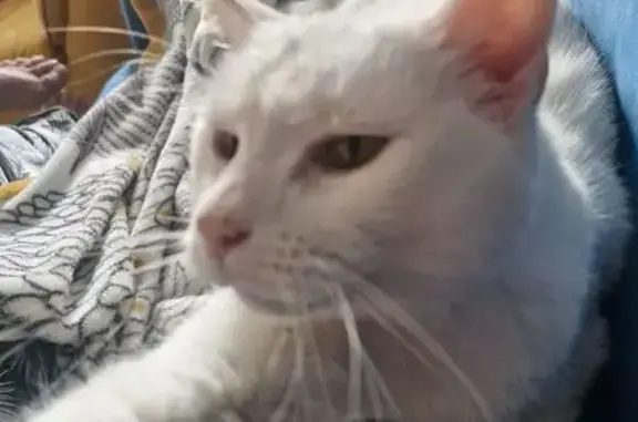 Animaux perdus Landerneau, photo: Chat perdu à Landerneau, blessure à la patte