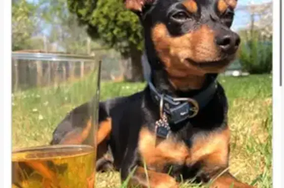 Chien perdu , photo : Pinscher nain perdu à Fossoy, oreille coupée