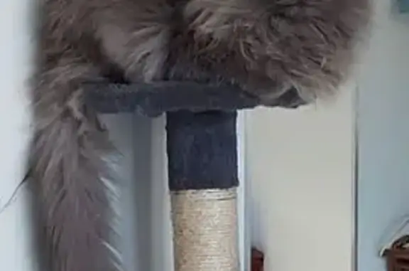 Chat angora gris perdu à Dammarie-les-Lys - photo