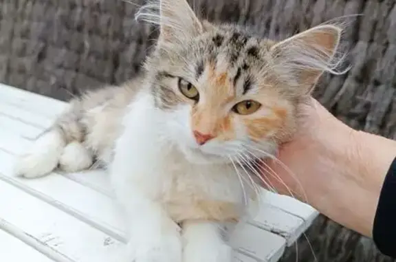 Chat trouvé Toufflers, photo: Chaton femelle blessée trouvée à Toufflers