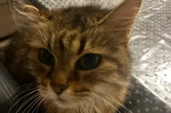 Animaux perdus Sciez, photo: Chatte tigrée perdue à Sciez