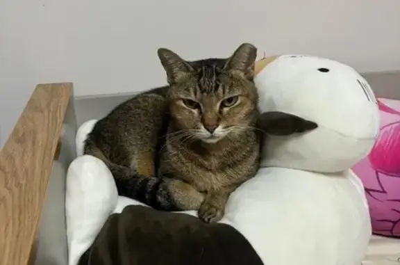 Lost Abitabby Cat in Ang Mo Kio 570