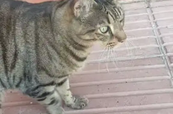 Gata Atigrada Dócil Encontrada...