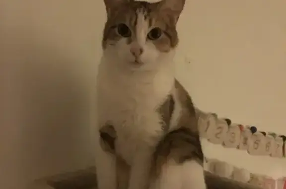 Lost Calico: Green Eyes & Brown Elbows