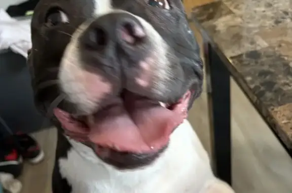 Lost Black & White Dog, East 25th Ave