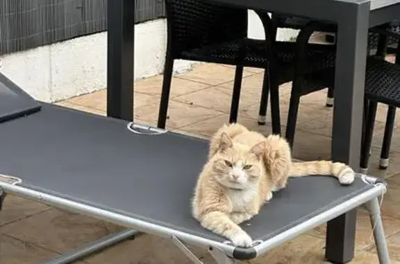 Chat roux/blanc 13 ans perdu Marck (tatoué) - photo