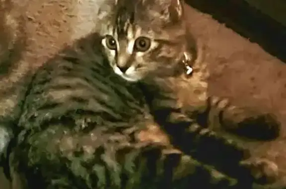 Lost Tortitabby: Cabby, Skittish & Loved
