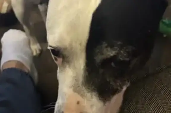 Lost dog, Murfreesboro