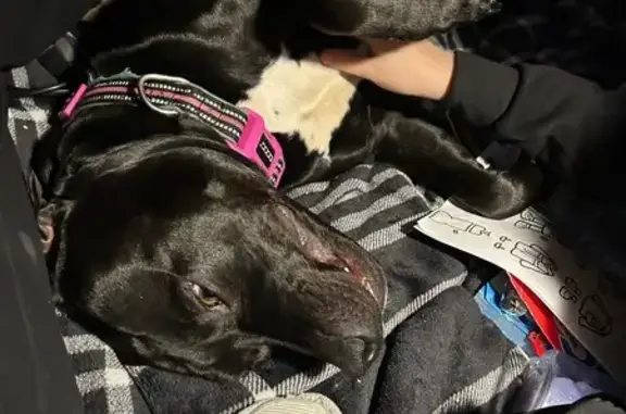 Lost Black Pitbull in Manton, MI