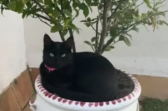 Buscamos Gata Negra Perdida en Alcalá