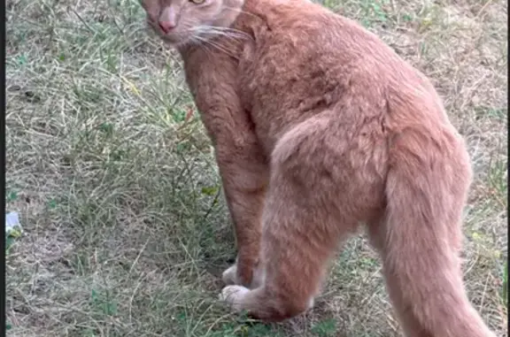 Found pets Indianapolis, photo: Found: Vocal Orange Cat in Indianapolis