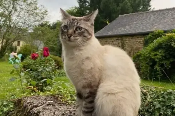 Chatte perdue: Mia, crème, yeux bleus - photo